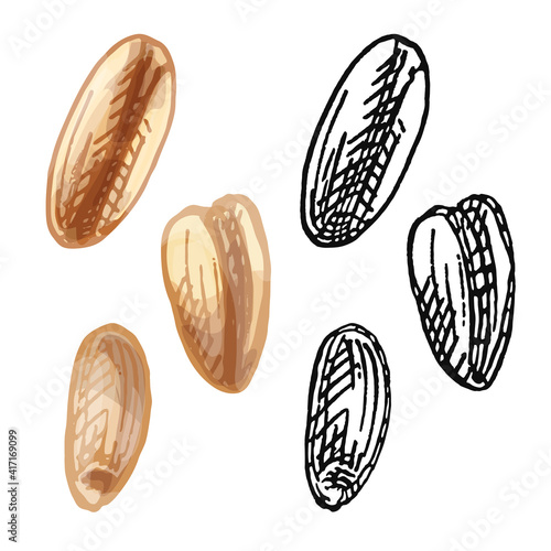 Grains of wheat. Vector color vintage hand drawn hatching illustration