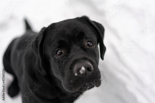 A black Labrador puppy sitting on white snow on a winter day