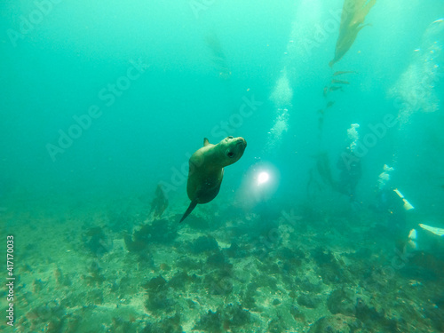 Sea lion is playing with scuba divers in the kelp forest in the Channel Islands, California, USA © Tom H