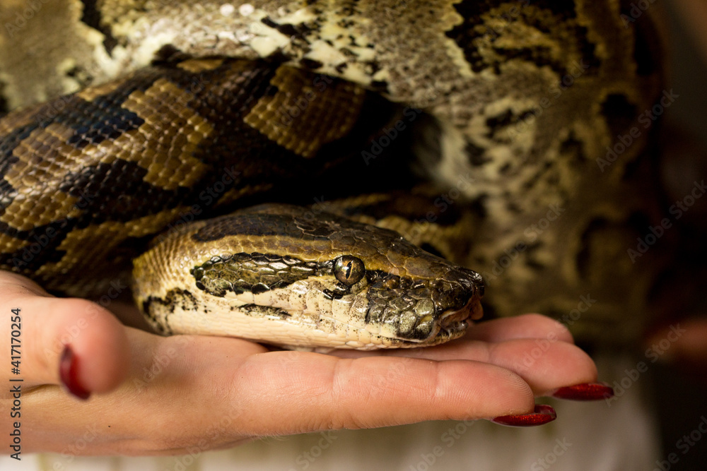 a small python sits on the hand a small python sits on the hand