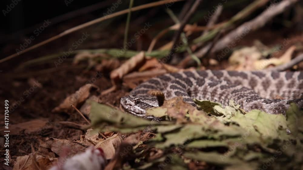 rattlesnake upset with snake wrangler nearby rattle going slomo rattlesnake upset with snake wrangler nearby rattle going slomo