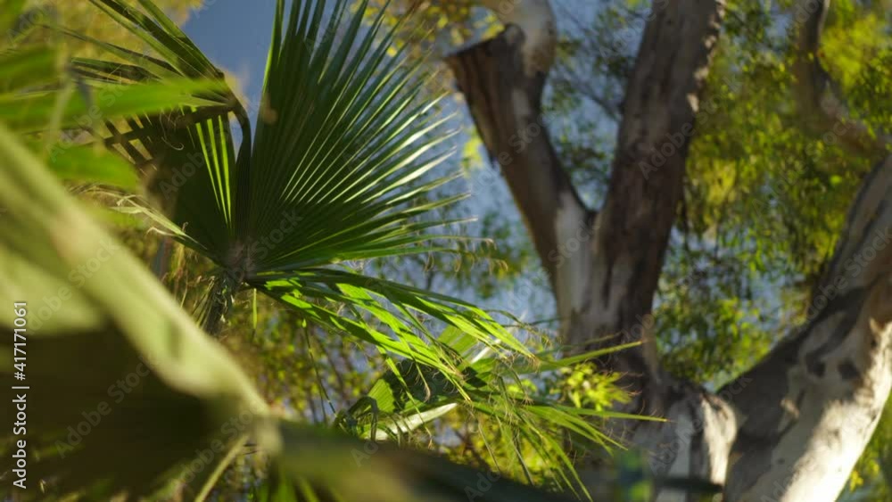 Palm tree leaves and birch tree in city park, abstract rack focus arc shot Palm tree leaves and birch tree in city park, abstract rack focus arc shot