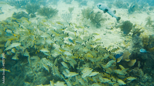 Diving group in front of school of snapper fish in Playa del Carmen, Quintana Roo, Mexico