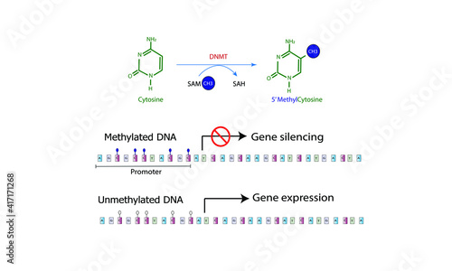 DNA methylation [Epigenetics] photo