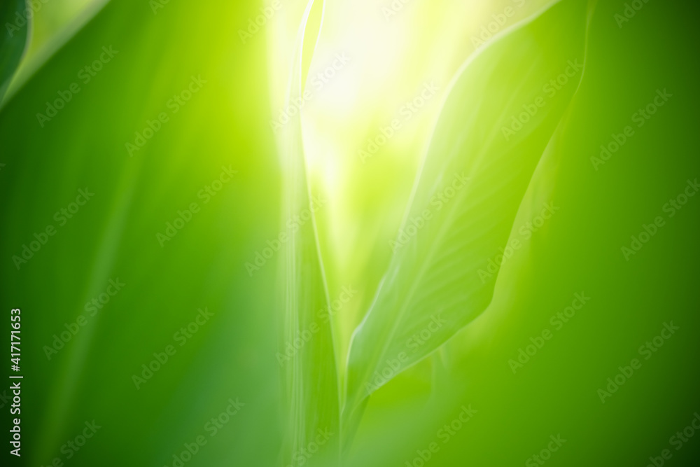 Abstract background nature view of green leaf with copy space using as background natural green plants landscape, ecology, fresh wallpaper concept. Abstract background nature view of green leaf with copy space using as background natural green plants landscape, ecology, fresh wallpaper concept.