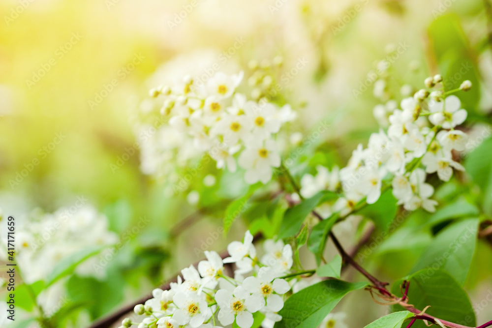 Tender white flowers of bird cherry at blooming season, floral blossom under sunlight at springtime Tender white flowers of bird cherry at blooming season, floral blossom under sunlight at springtime