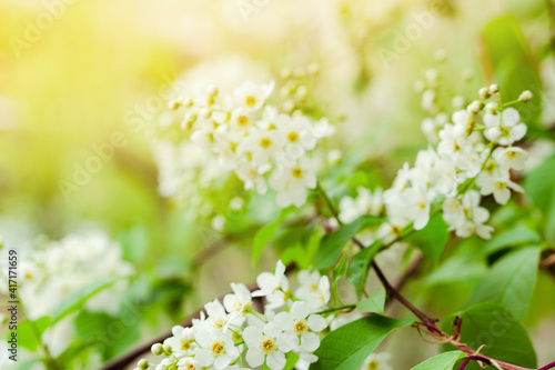 Tender white flowers of bird cherry at blooming season, floral blossom under sunlight at springtime