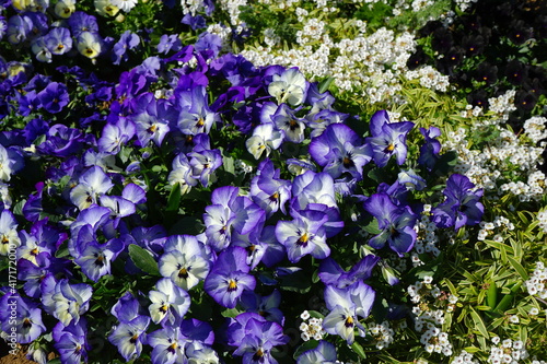 Purple Pansy flower blooming in Spring  closeup -                      