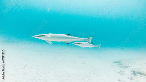 Tableau sur toile Two 2 common remora remora in Playa del Carmen, Quintana Roo, Mexico