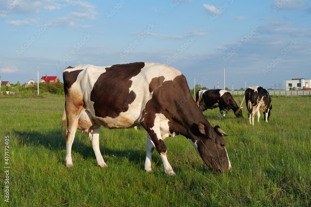 Milk cows on beautiful meadow