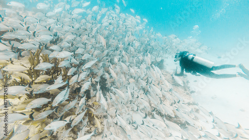 Photography Diver, one person diving in front of school of yellow snapper fish in Playa del