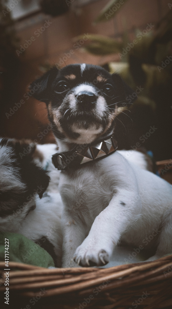 cachorrito bodeguero con collar cachorrito bodeguero con collar