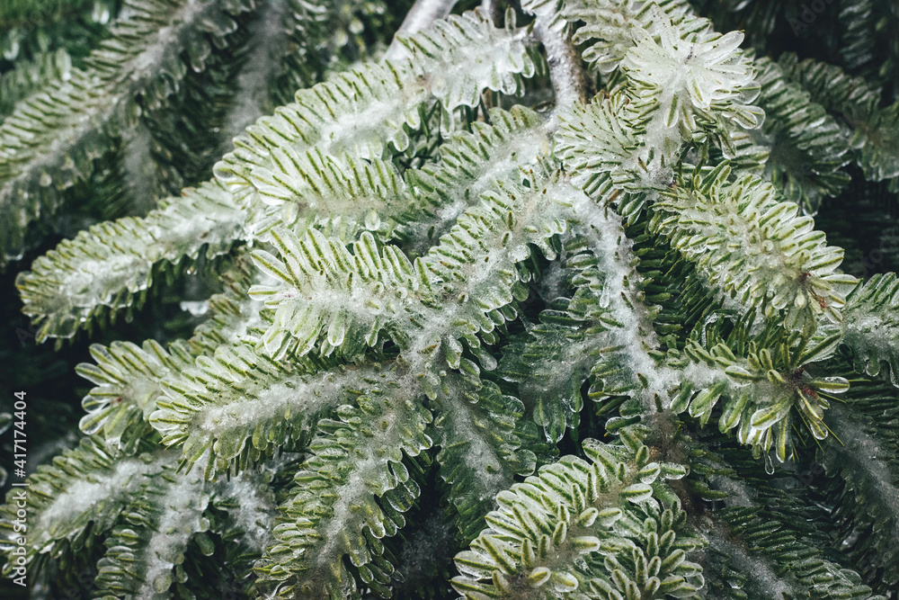 Beautiful evergreen ice-covered spruce. Close-up of frozen needles. Needles after icy rain. Frozen coniferous. 