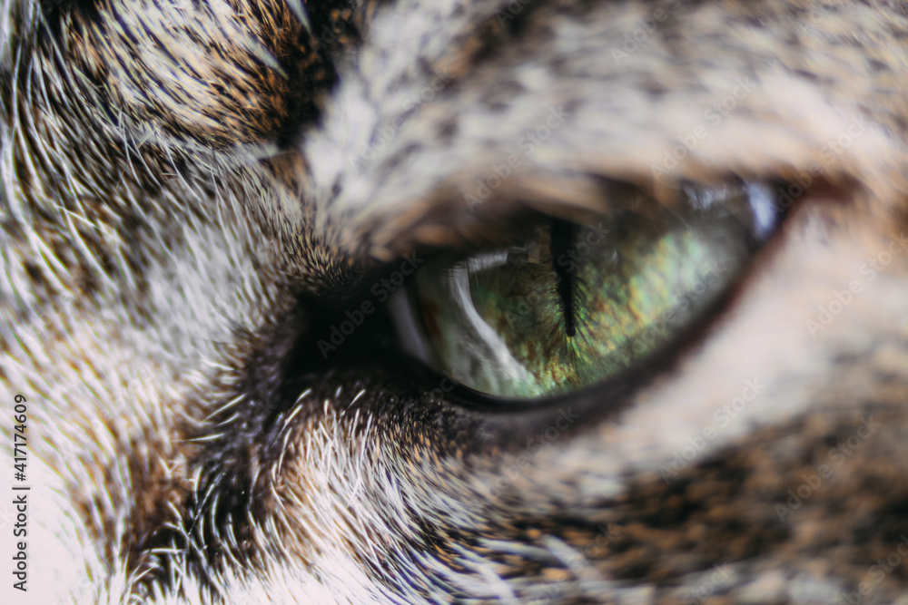 green cat eye, close up