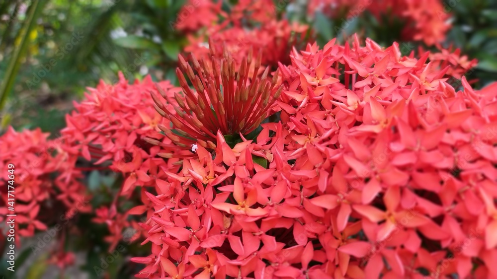 Close up of Red ixora flower for background, west indian jasmine Close up of Red ixora flower for background, west indian jasmine
