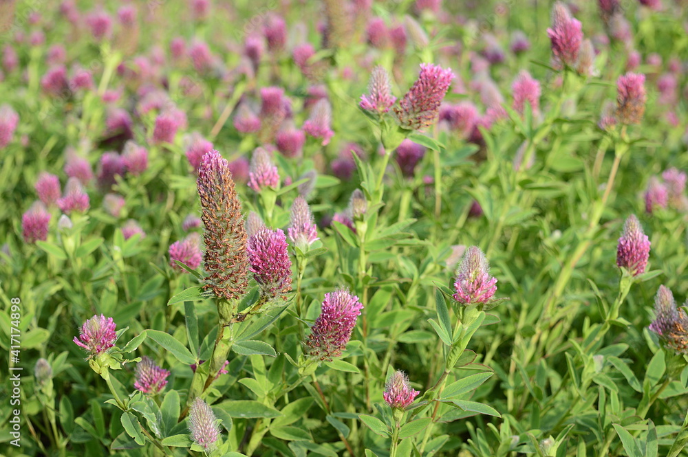 Closeup trifolium rubens known as Red Feathers with blurred background in summer garden Closeup trifolium rubens known as Red Feathers with blurred background in summer garden
