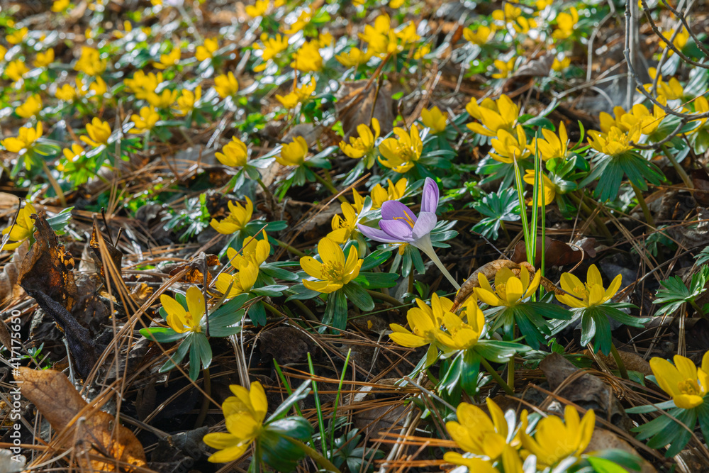 Obraz premium eine lila Krokusblüte mitten in einem Blumenteppich von gelben Winterlingen in der Frühjahrssonne im Garten 