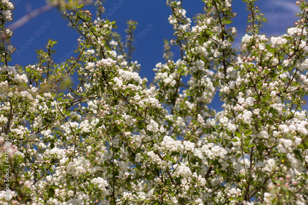 Natural background of branches of flowering apple trees with white flowers on a blue sky background. Natural background of branches of flowering apple trees with white flowers on a blue sky background.