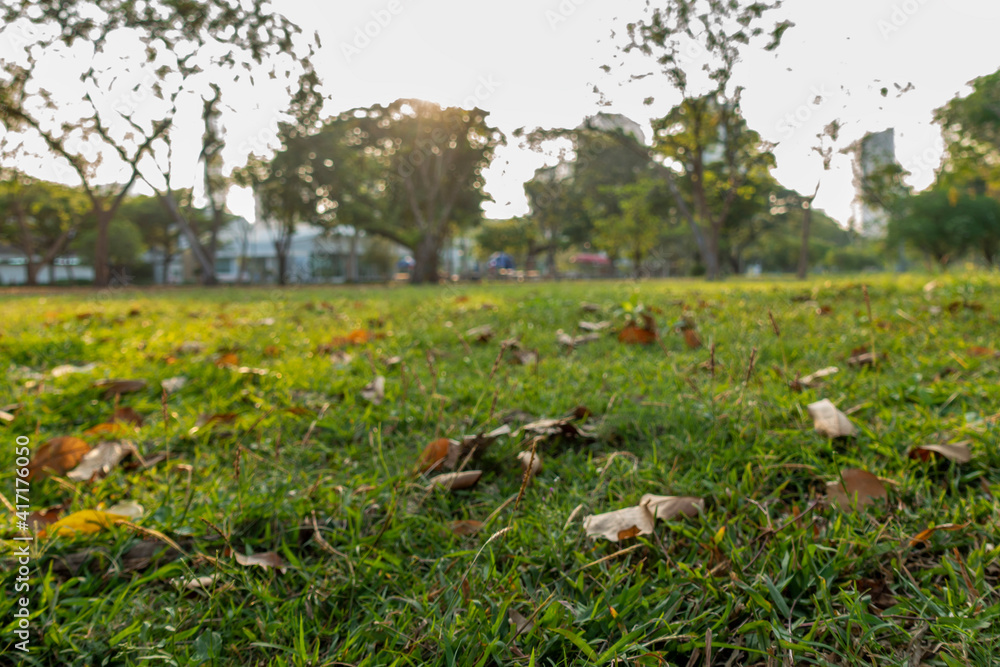 defocused bokeh background of garden trees in sunny day defocused bokeh background of garden trees in sunny day