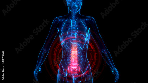 Lumbar, low part of vertebra on xray human body, medical 3d illustration