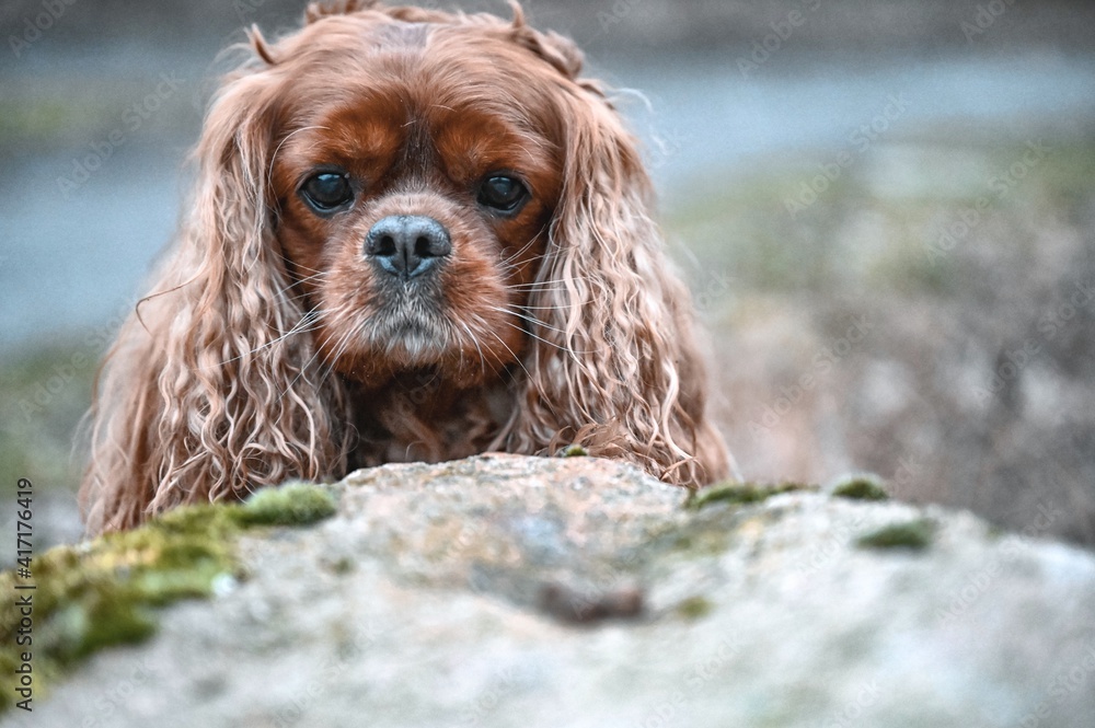 portrait of a dog portrait of a dog