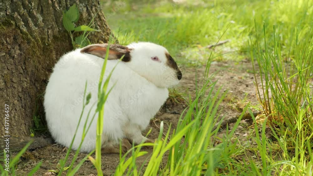 White rabbit in the summer forest, pinching grass, close-up. White rabbit in the summer forest, pinching grass, close-up.