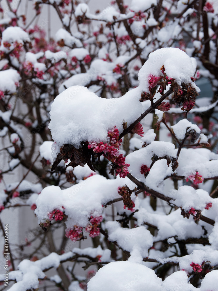 Winterschneeball oder Bodnant-Schneeballoder  (Viburnum bodnantense). Blütenstand, Blütenknospen und geöffneten rosa Blüten unter Schnee