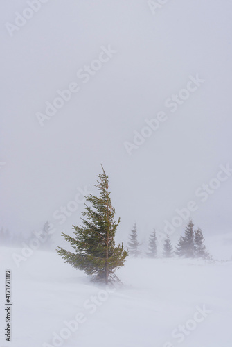 Green spruce on a snow-covered mountainside.