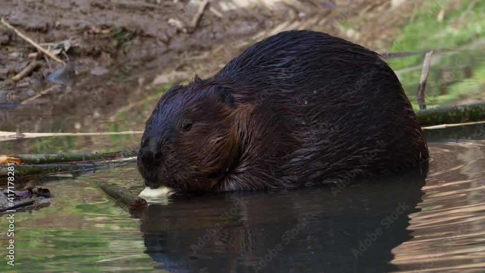 Beaver animal eating apple while sitting in pond. Static shot Beaver animal eating apple while sitting in pond. Static shot