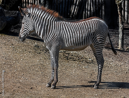 Grevy s zebra foal in the enclosure. Latin name - Equus grevyi