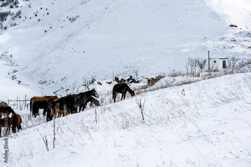 wild horses on the snowy mountain slopes in Ossetia in winter 