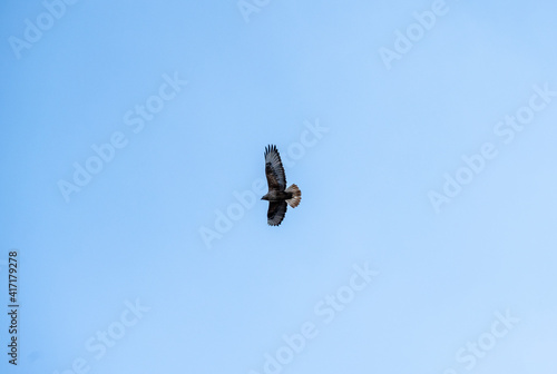 wild falcon in natural conditions against the blue sky