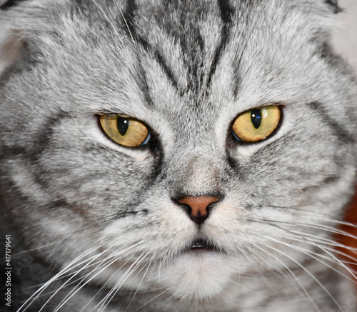 Muzzle of the Scottish Fold cat close-up.