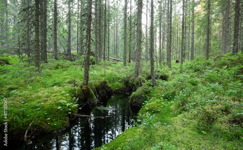 Stream running through an idyllic untouched forest in sweden