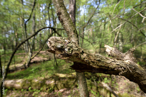 Dry branch on a tree in the forest