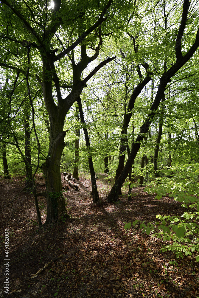 Am roten Bach, near Paderborn, forest and river area Am roten Bach, near Paderborn, forest and river area