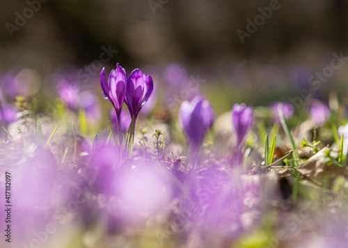 Violet crocus in the first days of spring on a beautiful day