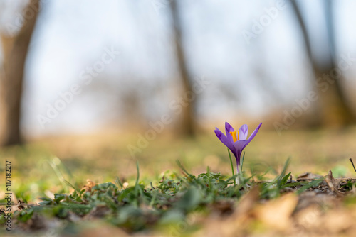 Fototapeta Naklejka Na Ścianę i Meble -  Violet crocus in the first days of spring on a beautiful day