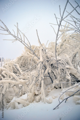 Covered with a large layer of ice tree branches photo