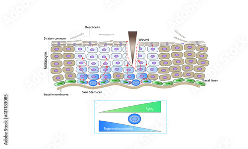 skin regeneration [Skin stem cells]
