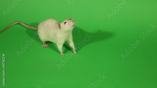 Rat on chromakey, rat on a green background, white rats