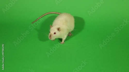 Rat on chromakey, rat on a green background, white rats