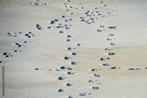 Multiple footprints in the white and grey beach sand.  Footprints are of adult shoes, boots and sneakers soles. Modern patterns on a very worn path. The sun is shining on the sand. 