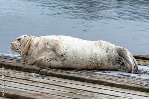 A large bearded adult seal lying on a wooden slipway near the ocean.  The bearded seal has a light grey coloured wet fur coat with long white curly whiskers. It has a heart shaped nose.