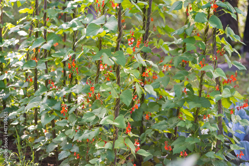 Obraz na płótnie Red and white flowers of kidney bean (Phaseolus coccineus) blooming on green plants in homemade garden