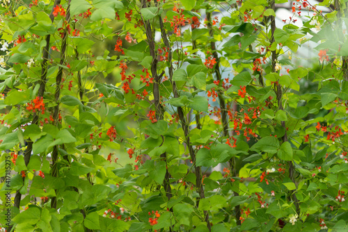 Red and white flowers of kidney bean (Phaseolus coccineus) blooming on green plants in homemade garden. Organic farming, healthy food, BIO viands, back to nature concept. photo