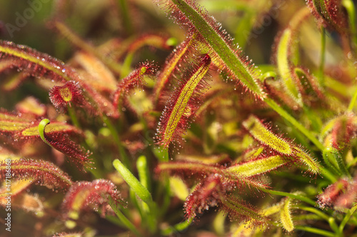 Close-up of drosera capensis plant, commonly known as the cape sundew photo