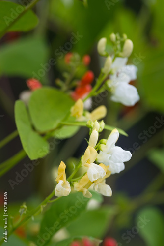 Detail of red and white flowers of kidney bean  Phaseolus coccineus  blooming on green plants in homemade garden. Macro close-up. Organic farming  healthy food  BIO viands  back to nature concept.