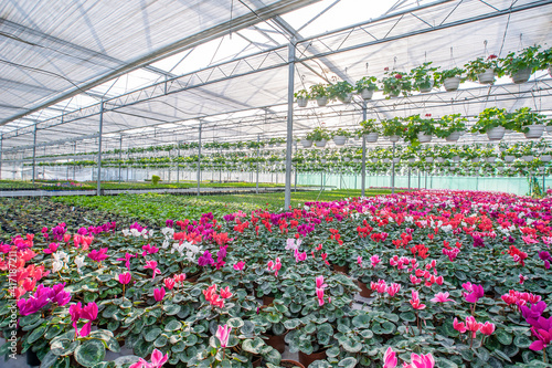 large flower greenhouse with beautiful flowers and plants. Different types of flowers.