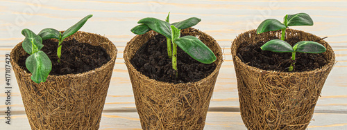 Seedlings of cucumber plants in a pot of coconut fiber. Eco gardening. Reuse. Concept of environmentally friendly living. Plastic free, zero waste concept. Springtime.